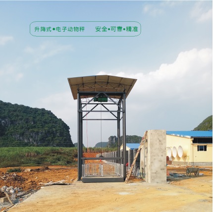 升降式电子动物秤(称猪专用)