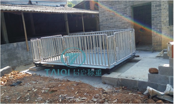 电子动物秤(生猪专用)1